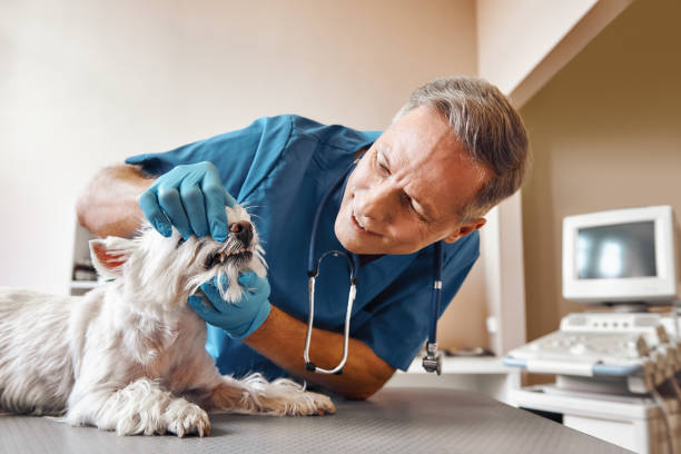 Best Mobile Emergency Dentist in Greenacres, CA